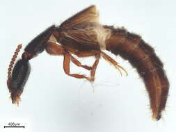 Image of Leptacinus