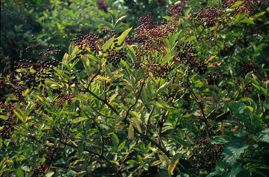 Image of black elderberry