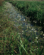 Image of Featherfoil