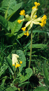 Image of Cowslip