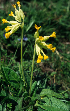 Image of Cowslip