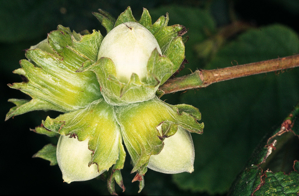 Corylus avellana (rights holder: )