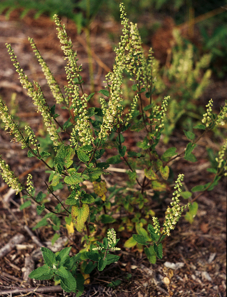 Teucrium scorodonia (rights holder: )