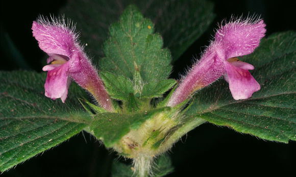 Image of splitlip hempnettle