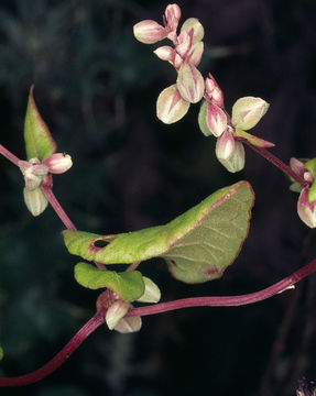 Image of Black Bindweed