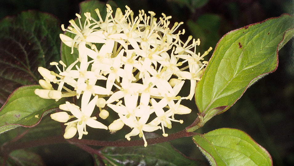 Cornus sanguinea (rights holder: )