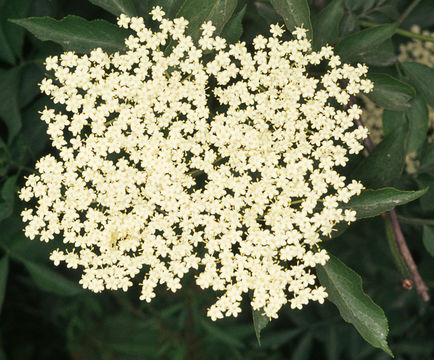 Image of black elderberry