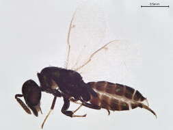 Image of Colotrechnus