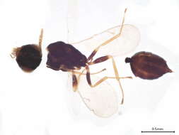 Image of Halticoptera