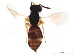 Image of Trichomalopsis