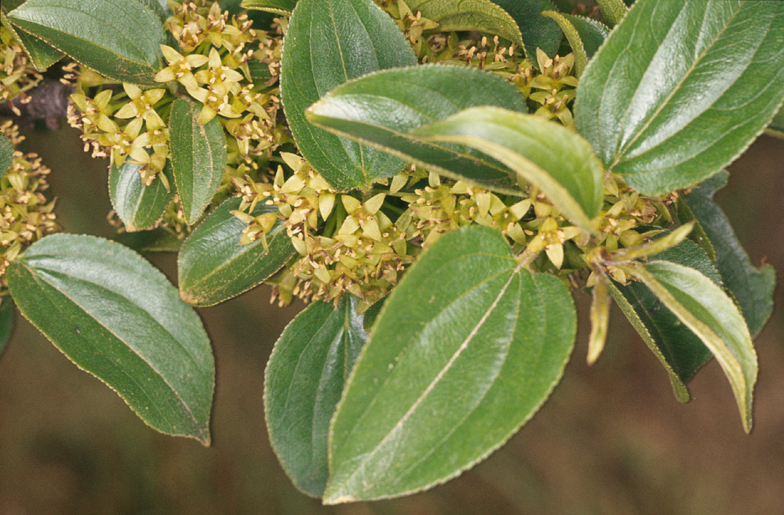 Rhamnus cathartica (rights holder: )