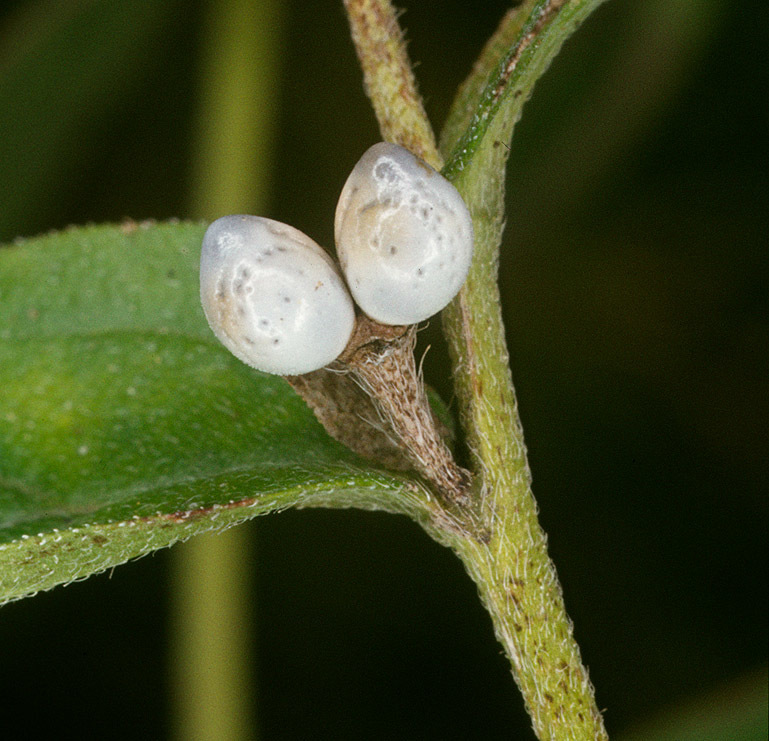 Lithospermum officinale (rights holder: )