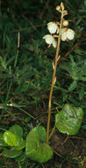Image of <i>Pyrola rotundifolia</i> ssp. <i>maritima</i> (Kenyon) E. F. Warb.