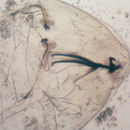 Image of Aulagromyza cornigera Griffiths 1973