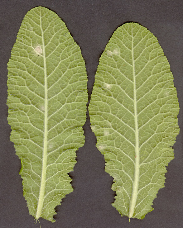 Image of Ramularia interstitialis (Berk. & Broome) Gunnerb. & Constant. 1991