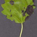 Image of <i>Populus</i> alba × <i>tremula</i>