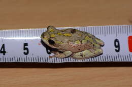 Image of african reed frogs