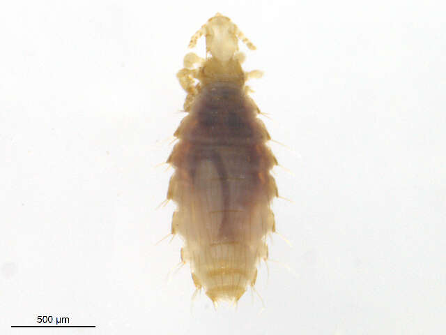 Image of spiny rat lice