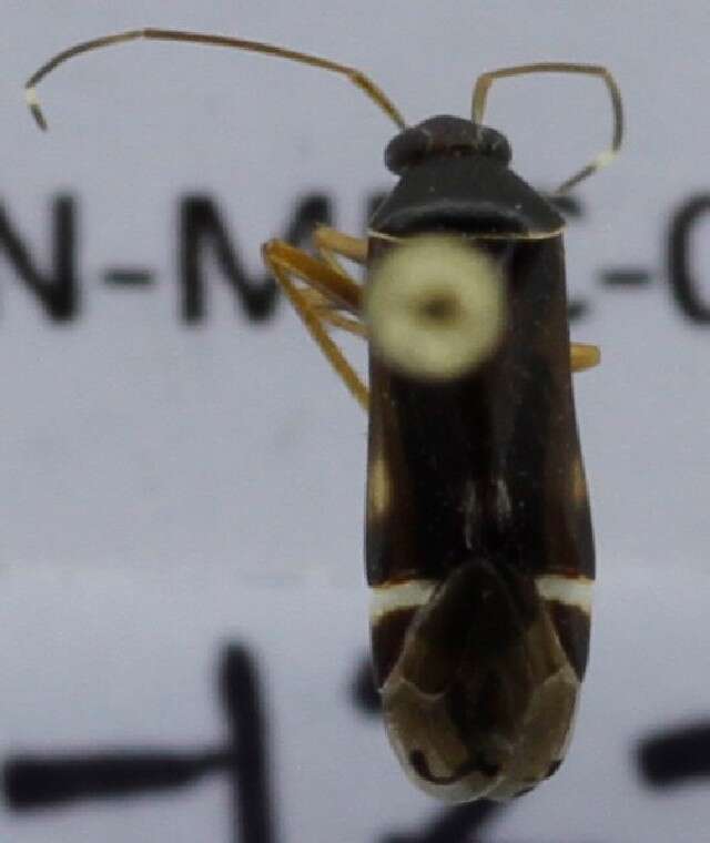 Image of Proboscidocoris