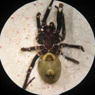 Image of plectreurid spider