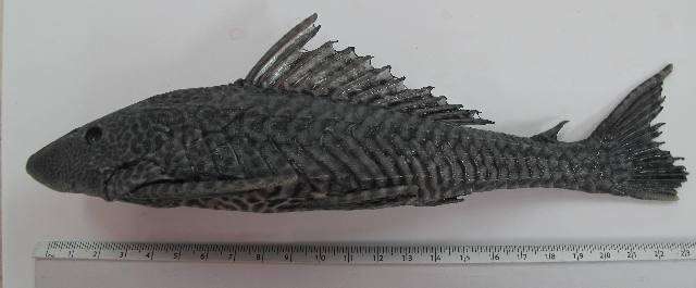 Image of Pterygoplichthys