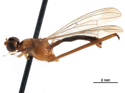 Eurybatinae resmi