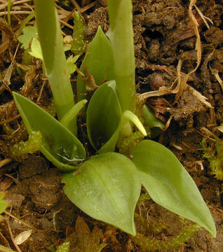 Image of Autumn Lady's-tresses