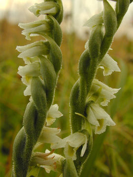 Image of Autumn Lady's-tresses