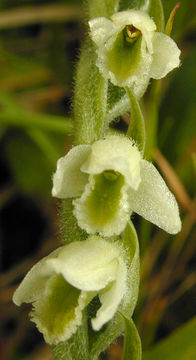 Image of Autumn Lady's-tresses