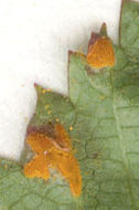 Image of Meadowsweet rust gall