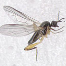 Image of <i>Oedalea flavipes</i> Zetterstedt 1842