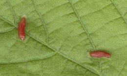 Image of <i>Eriophyes <i>tiliae</i></i> ssp. tiliae