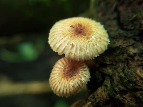 Image of Heliocybe