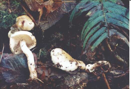 Pholiota resmi