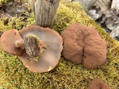 Image of Gyromitra