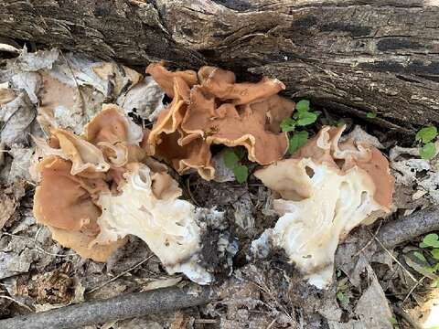 Image of Gyromitra