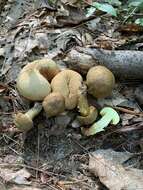 Image of Pseudoboletus