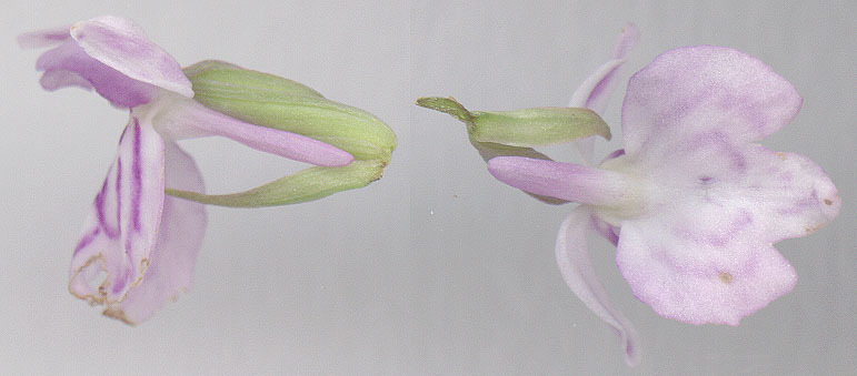 Image of <i>Dactylorhiza</i> fuchsii × <i>maculata</i>