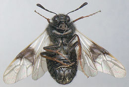 Image of <i>Abia fasciata</i>