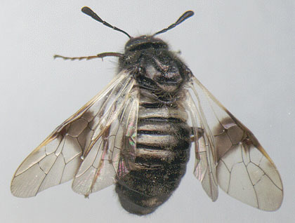 Image of <i>Abia fasciata</i>