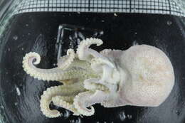 Image of Bathypolypus