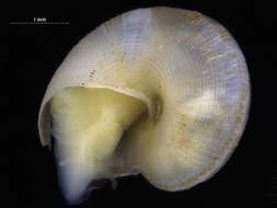 Image of Anatomidae McLean 1989