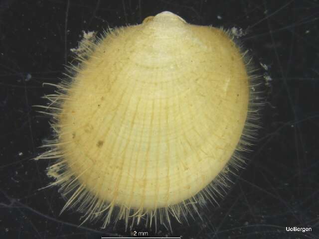 Image of Limopsis Sassi 1827