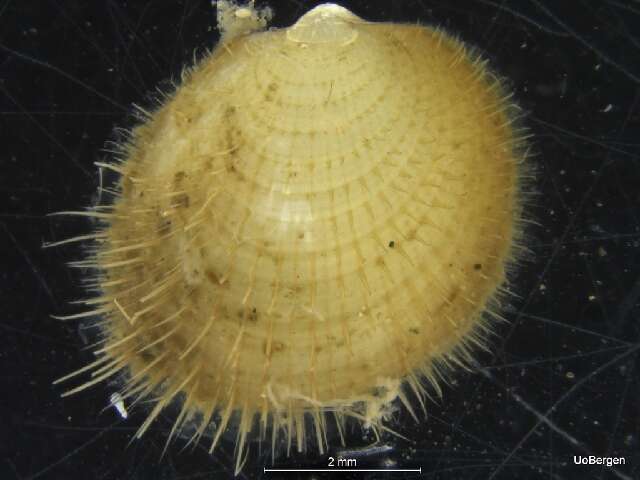 Image de Limopsis Sassi 1827