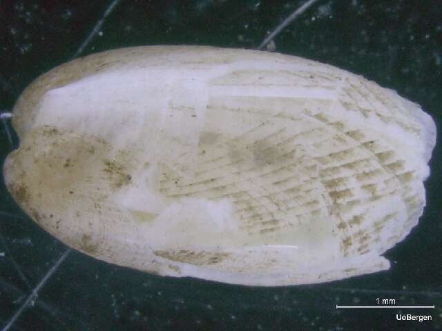Limoidea Rafinesque 1815的圖片