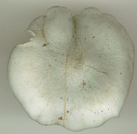 Image of Clitocybe odora (Bull.) P. Kumm. 1871