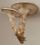 Image of <i>Rhodocybe popinalis</i>