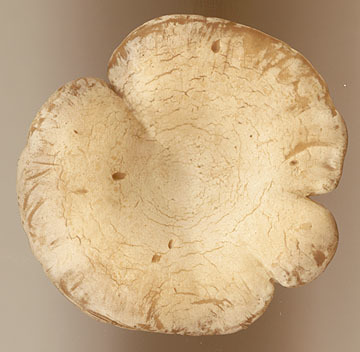 Image of <i>Rhodocybe popinalis</i>