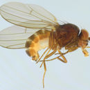 Image of <i>Drosophila obscura</i> Fallen 1823