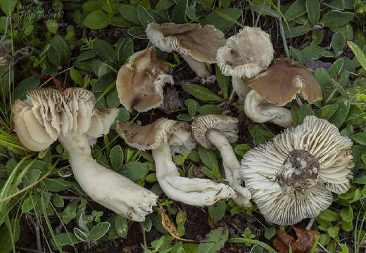 Image of Neohygrocybe